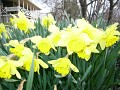 Dafodils 2